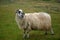 Sheep, Ventry, Ireland