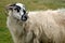 Sheep, Ventry, Ireland