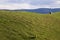 Sheep in vibrant landscape