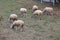 Sheep, village, sheep grazing,  meadow