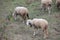 Sheep, village, sheep grazing,  meadow