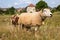 Sheep at village Wijlre in Dutch Limburg