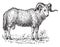 Sheep, vintage engraving