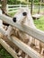 Sheep waiting for feeding