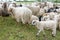 These sheep are waiting to be sheared at the hearing sheep festival in Exloo, the Netherlands 1