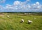 Sheep in Wales