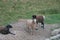 Sheep walk in the aviary on the farm