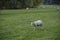 Sheep walk in the green field