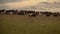 Sheep walk on horizon grazing grass on pasture at sunset