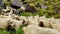 Sheep walk together on green grass Mountain,many sheep in the frame on the background of mountains