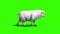 Sheep Walkcycle Side Green Screen 3D Rendering Animation