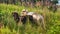 Sheep walking across farmland in New Zealand South Island