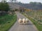 Sheep walking along a road