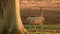 Sheep walking in a field with trees by a fence on a farm at sunset or sunrise