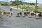 Sheep walking freely on the road, Rodrigues Island