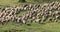 Sheep walking in grassland