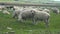 sheep walking on green meadow and eating green grass grazing