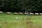 Sheep walking in a line through a grass field