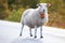 Sheep walking on road