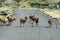 Sheep walking on the road, Rodrigues Island