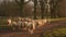 Sheep walking towards and looking into the camera on a path with trees on a farm at sunset