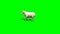 Sheep walks - 3 different views - green screen