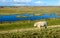 Sheep walks along a fence next to a flooded park