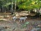 Sheep Wandering in the Ashdown Forest