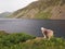 Sheep at Wastwater, Lake District