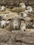 Sheep watching above adobe wall