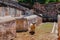 Sheep watching the camera on a farm