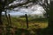 Sheep, watching, framed by dark tree branches and fence posts