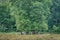 Sheep watching under a tree in Karlsgaarde, Denmark