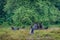 Sheep watching under a tree in Karlsgaarde, Denmark