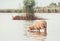 Sheep on a watering hole. Sheep drinking water on the shore of