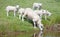 Sheep on the watering place drinking water