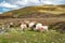 Sheep at the way up to Benbulbin in County Sligo - Donegal