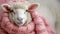 Sheep wearing in pink knitted scarf. Copy space