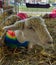 Sheep Wearing Spandex Lamb Tube at a County Fair