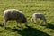 Sheep in Westerhever, Germany