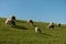 Sheep in Westerhever, Germany