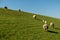 Sheep in Westerhever, Germany