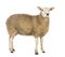 sheep white background pictures
