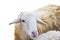 Sheep on white background