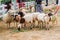 Sheep will eat the grass at Suan Phueng Resort