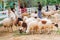 Sheep will eat the grass at Suan Phueng Resort