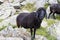 Sheep Willow Mountain Alp Grazing