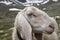 Sheep Willow Mountain Alp Grazing Close-up.