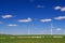 Sheep and wind power genration on grassland