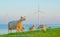 Sheep and wind turbines along a lake at sunrise